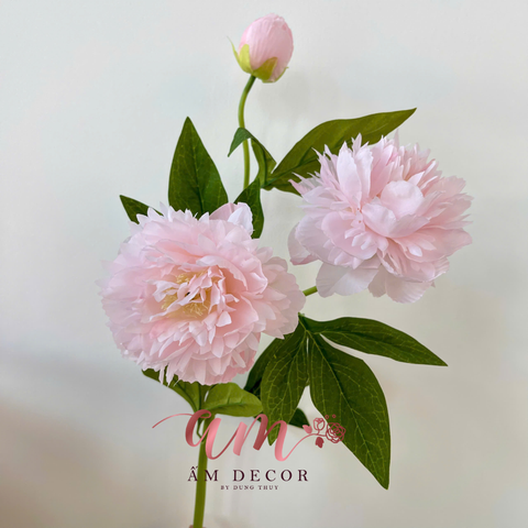  HOA MẪU ĐƠN 2B1N 