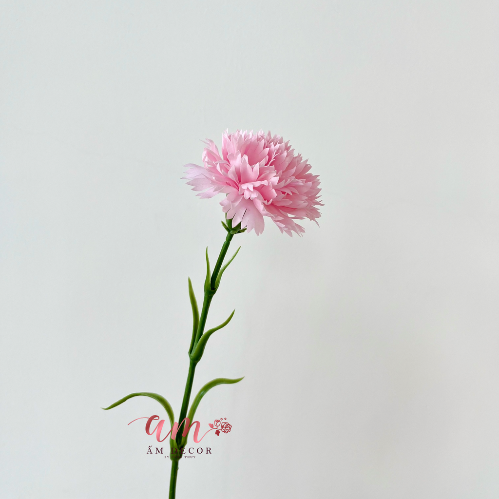 CẨM CHƯỚNG KÉP (Hồng Nhạt)