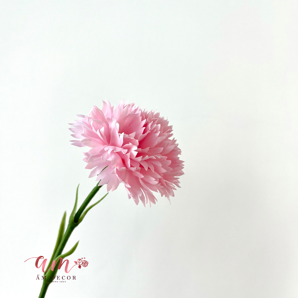 CẨM CHƯỚNG KÉP (Hồng Nhạt)