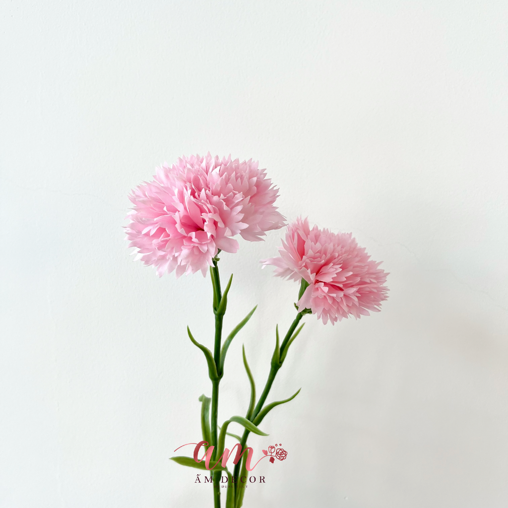 CẨM CHƯỚNG KÉP (Hồng Nhạt)