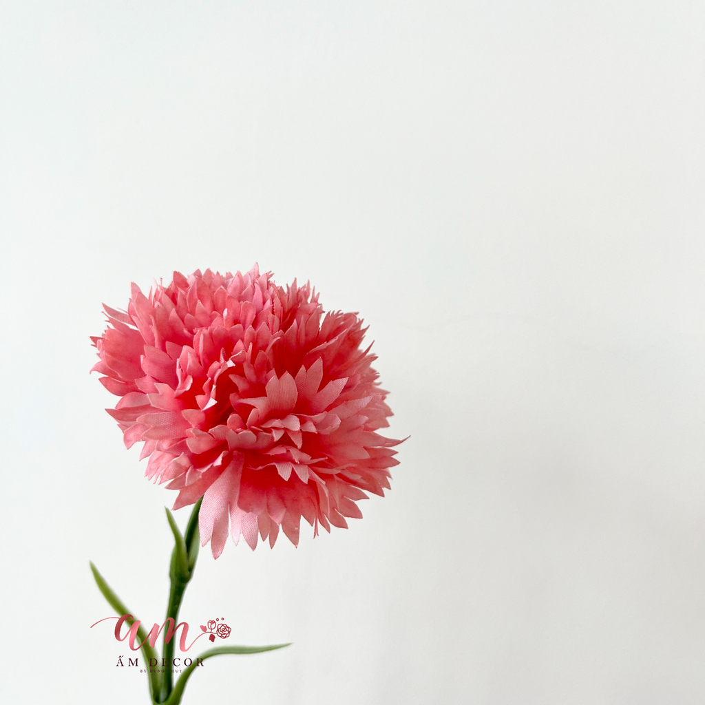 ZCẨM CHƯỚNG KÉP (Đỏ Hồng)