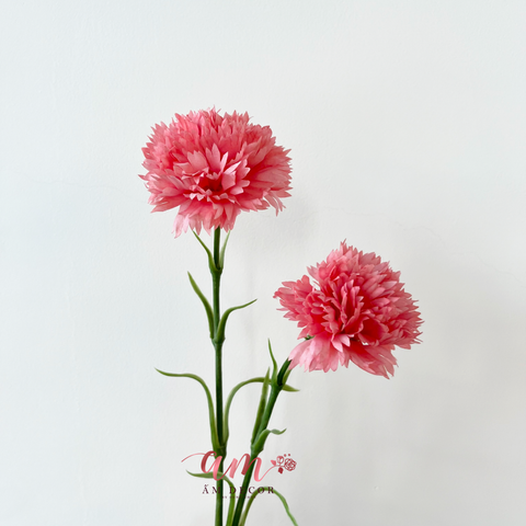  CẨM CHƯỚNG KÉP (Đỏ Hồng) 