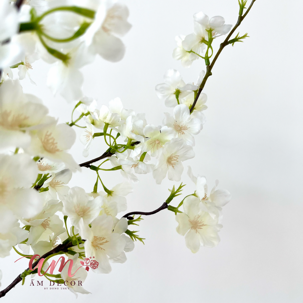 SAKURA 2025 (Trắng)