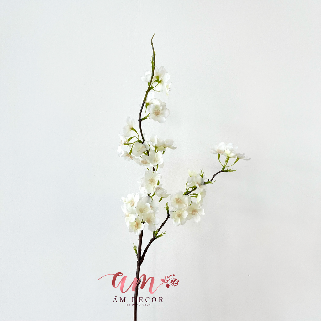 SAKURA 2025 (Trắng)