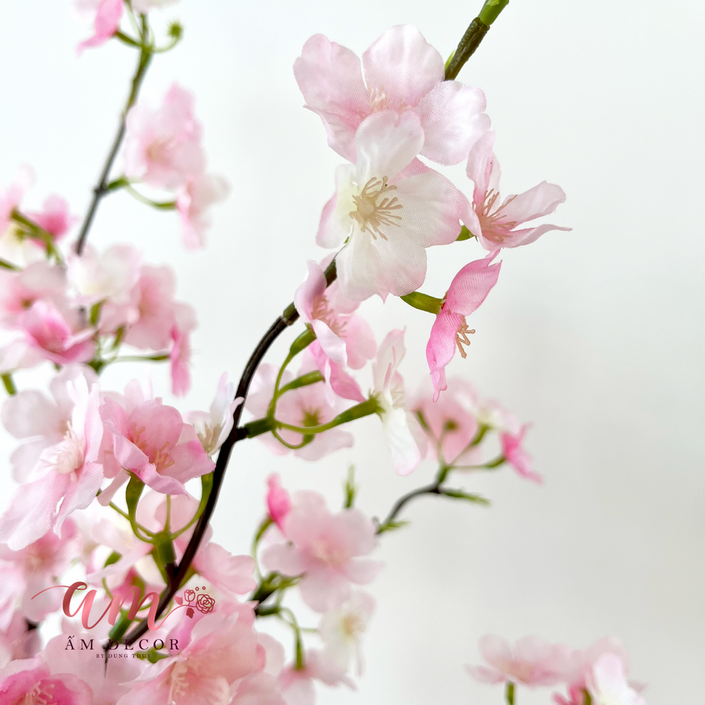 SAKURA 2025 (Hồng)