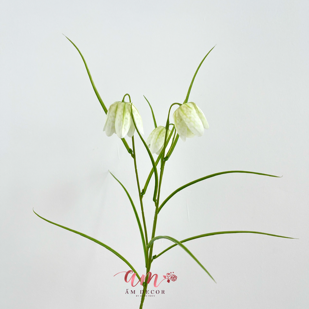 HOA CHUÔNG FRITILLARIA