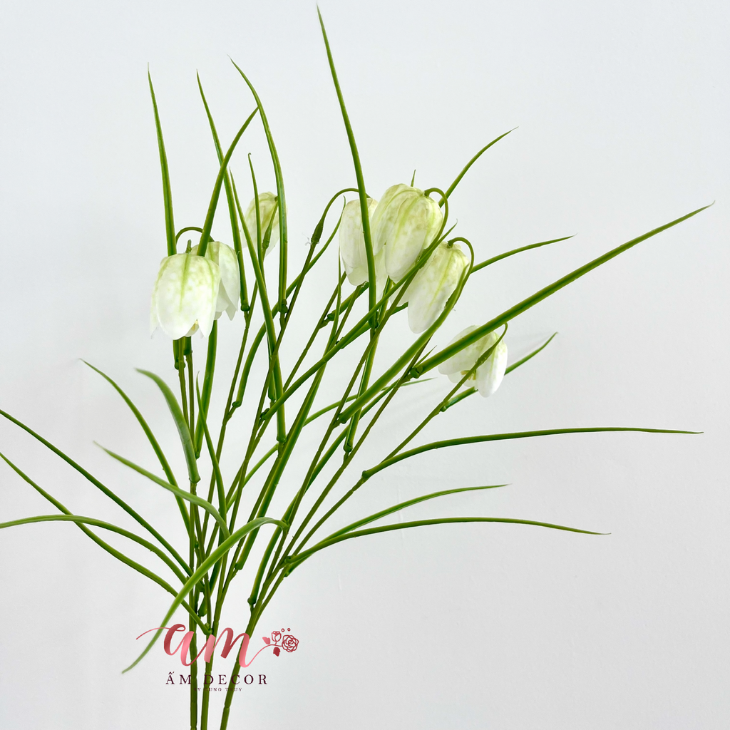 HOA CHUÔNG FRITILLARIA