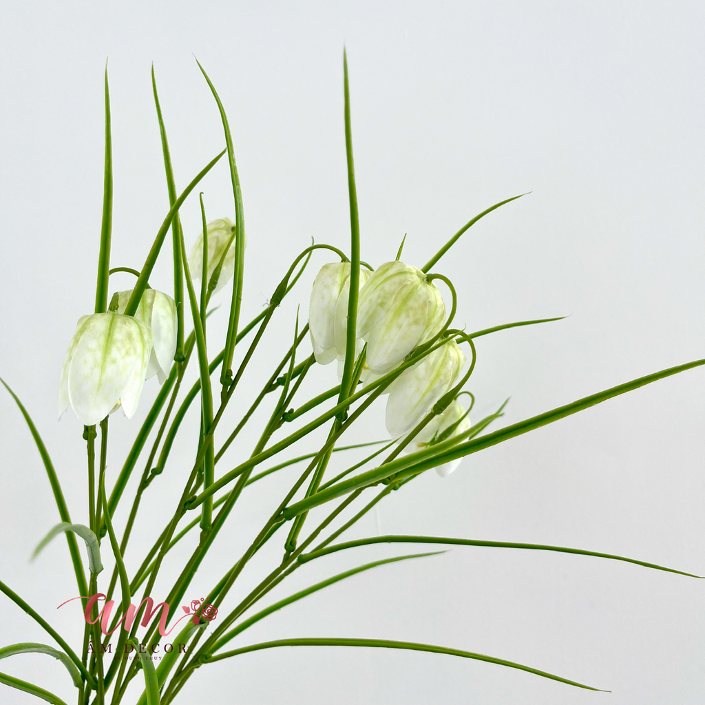 HOA CHUÔNG FRITILLARIA
