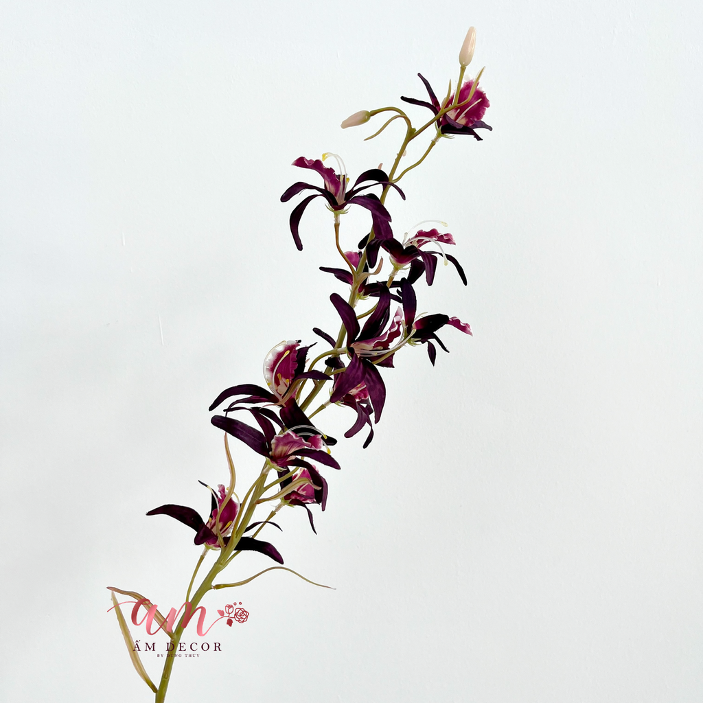 PHONG LAN ÚC DENDROBIUM