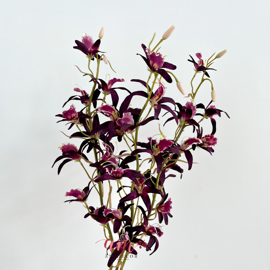 PHONG LAN ÚC DENDROBIUM