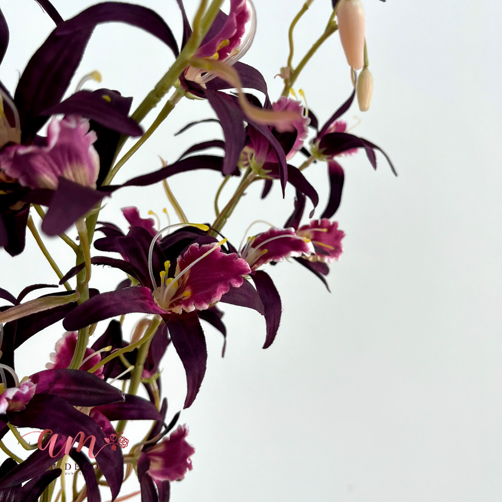 PHONG LAN ÚC DENDROBIUM