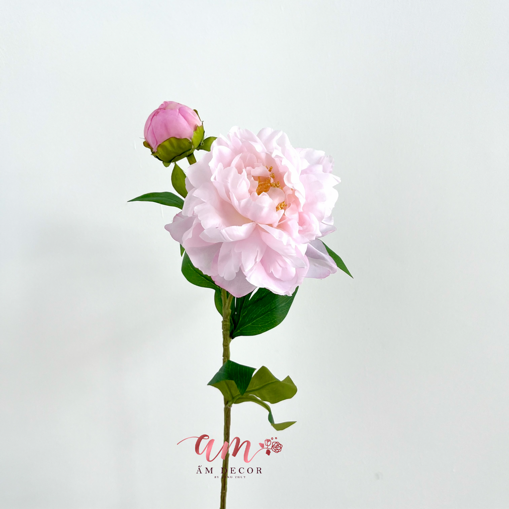 MẪU ĐƠN NỞ NHỤY (Hồng Nhạt)