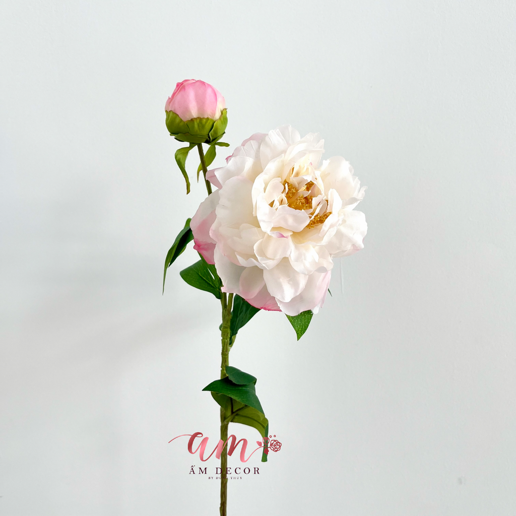 MẪU ĐƠN NỞ NHỤY (Trắng Hồng)