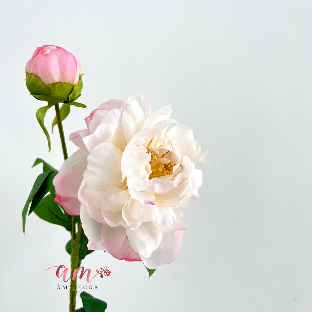 MẪU ĐƠN NỞ NHỤY (Trắng Hồng)