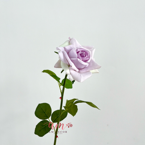  AUSTIN HOA HỒNG (Tím Pastel) 