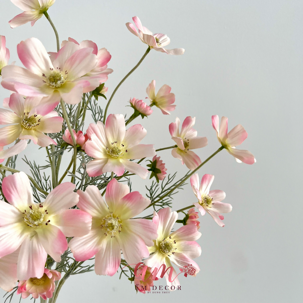 COSMOS MÙA XUÂN
