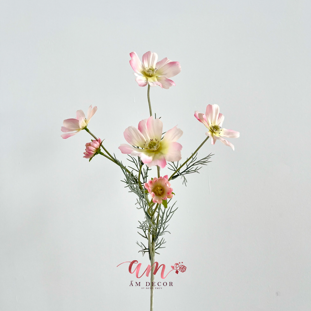 COSMOS MÙA XUÂN