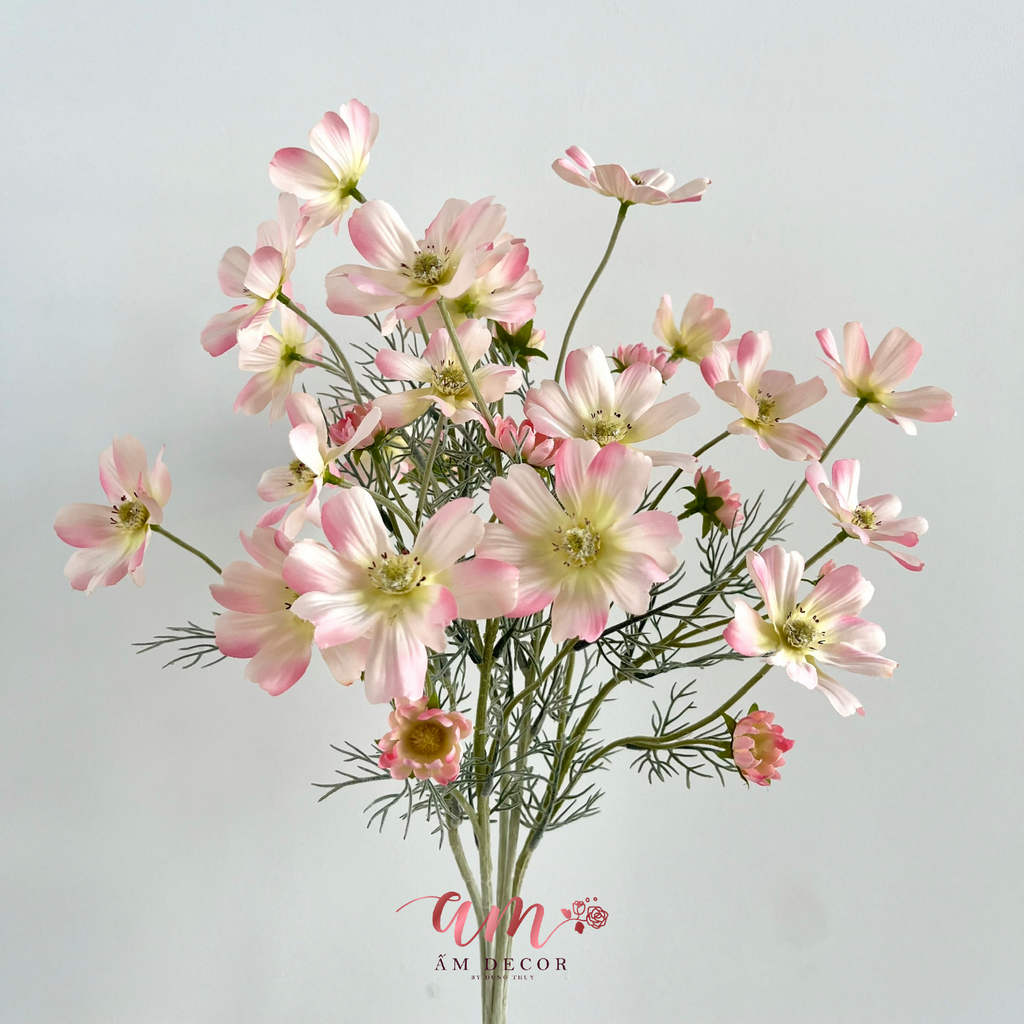 COSMOS MÙA XUÂN