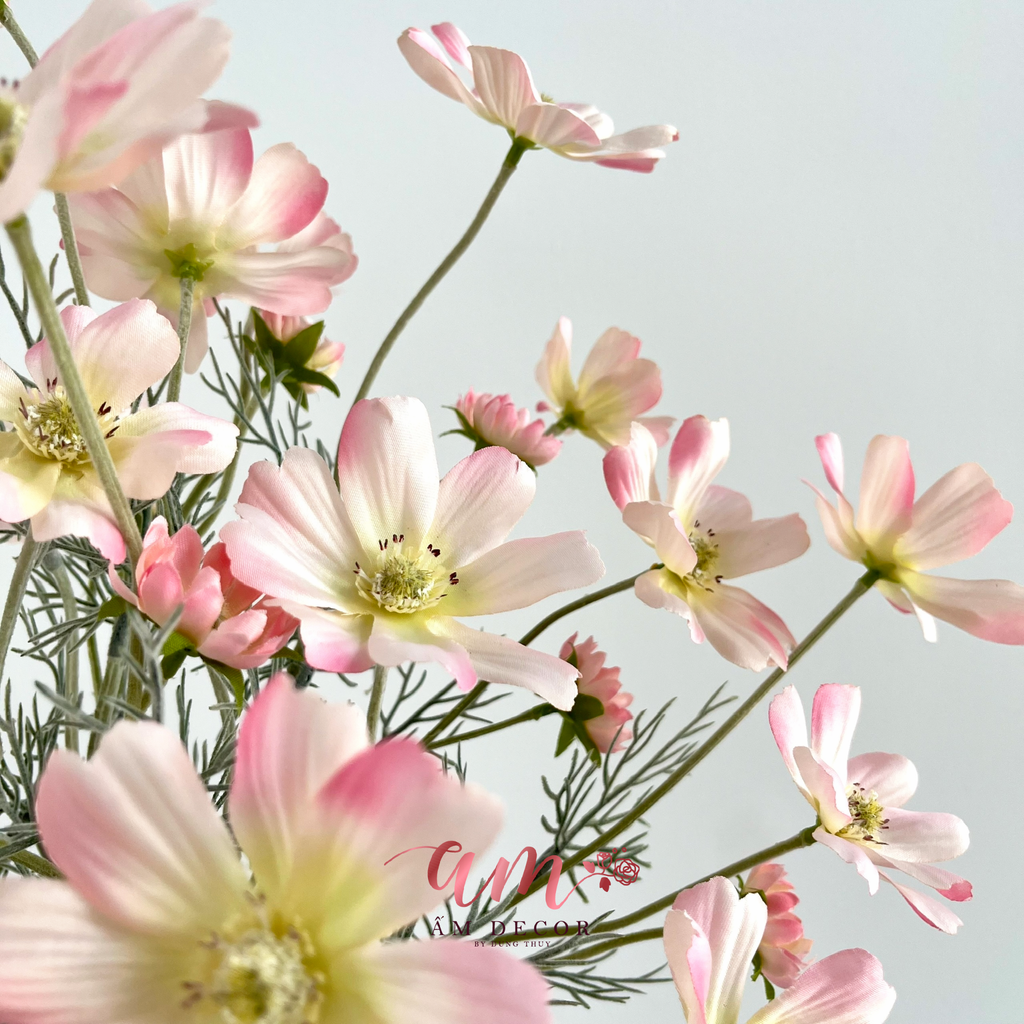 COSMOS MÙA XUÂN