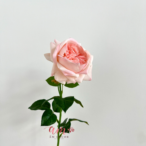  AUSTIN JULIET (Hồng) 