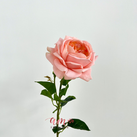  AUSTIN JULIET (Hồng Cam) 