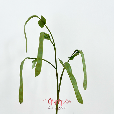  CÀNH TRÁI ĐẬU LĂNG (Xanh) 