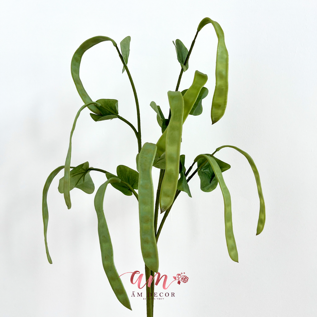 CÀNH TRÁI ĐẬU LĂNG (Xanh)