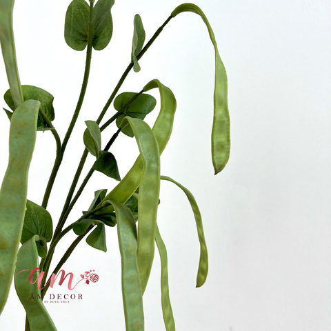  CÀNH TRÁI ĐẬU LĂNG (Xanh) 