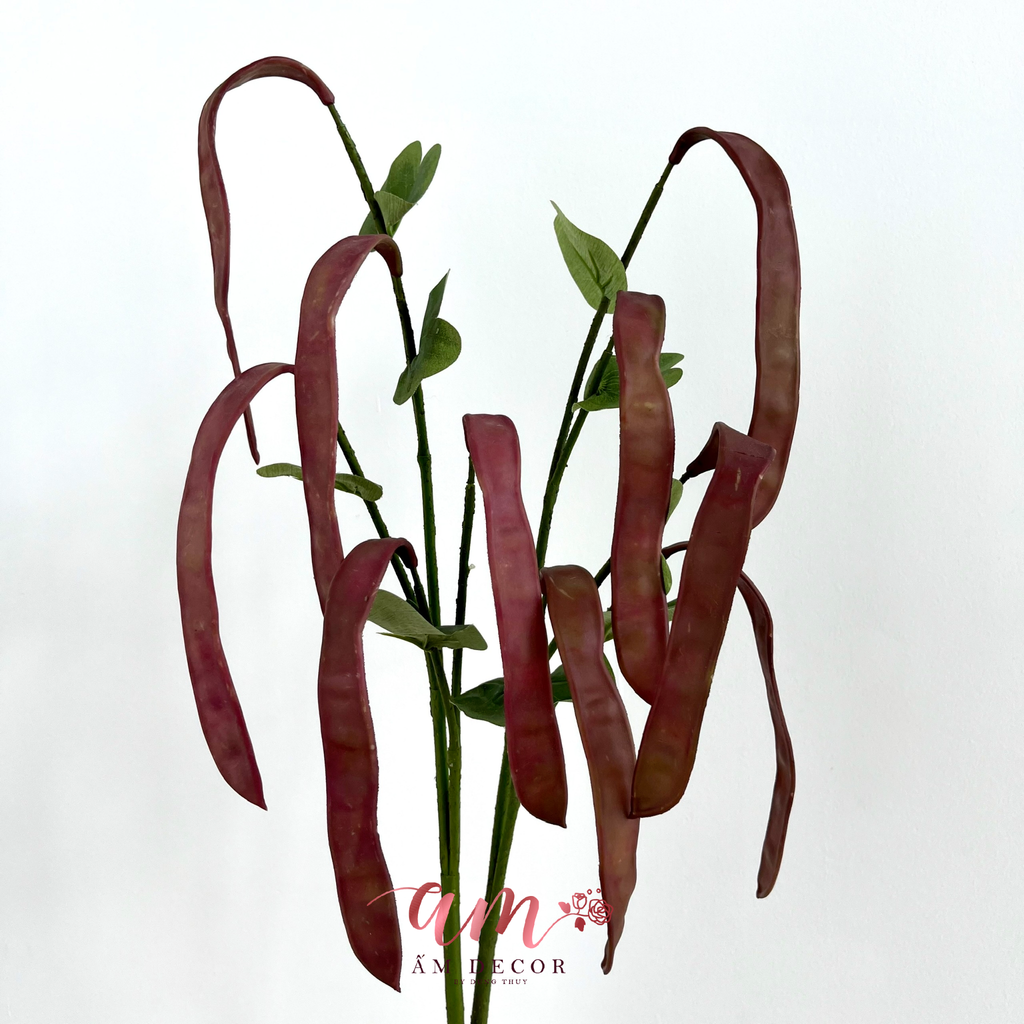 CÀNH TRÁI ĐẬU LĂNG (Đỏ)