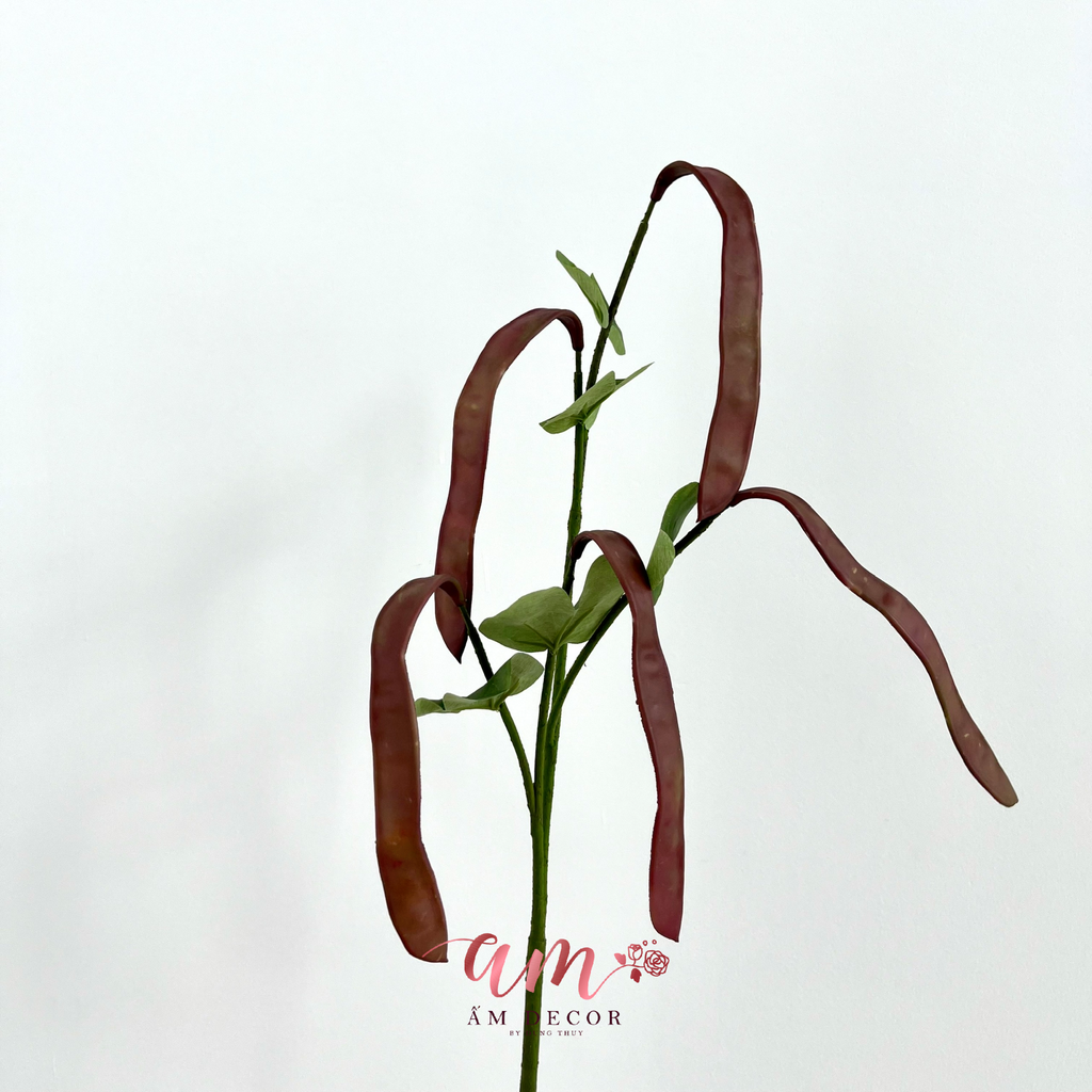 CÀNH TRÁI ĐẬU LĂNG (Đỏ)