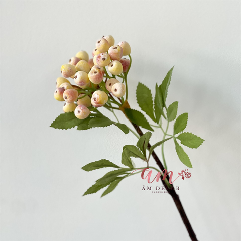  CÀNH TRÁI VIỆT QUẤT (Cam) 