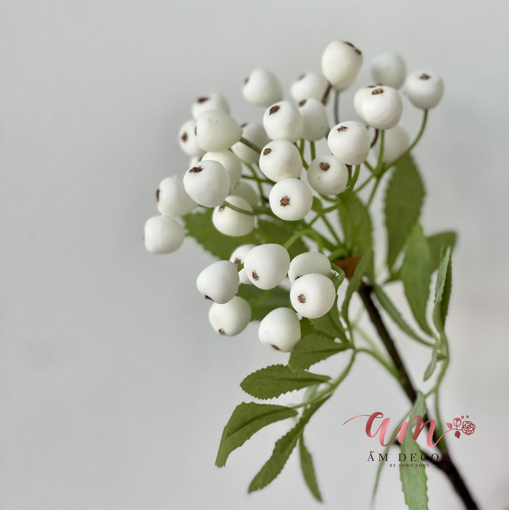 CÀNH TRÁI VIỆT QUẤT (Trắng)