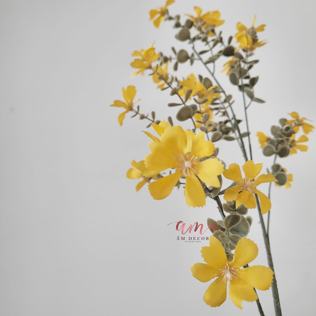 DAISY MÙA XUÂN (Vàng)