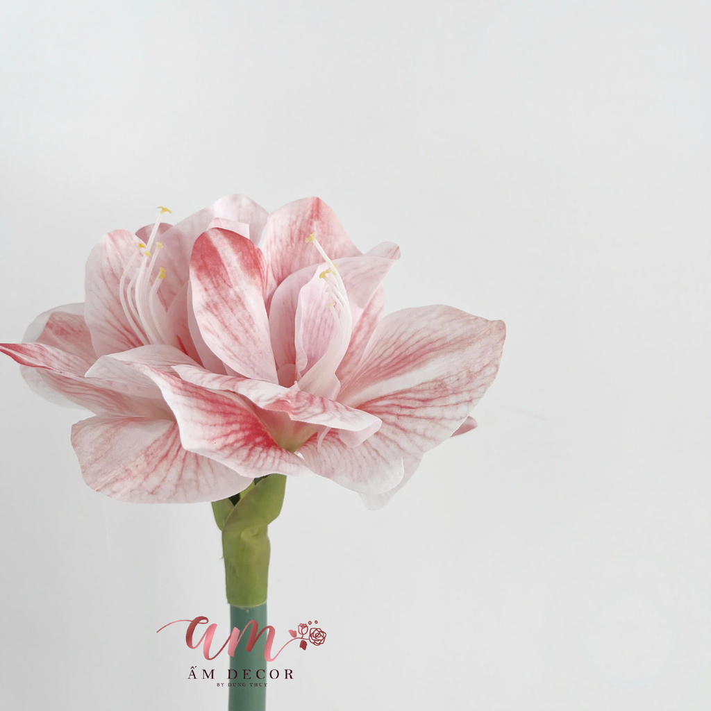 HOA HUỆ TÂY (Hồng)