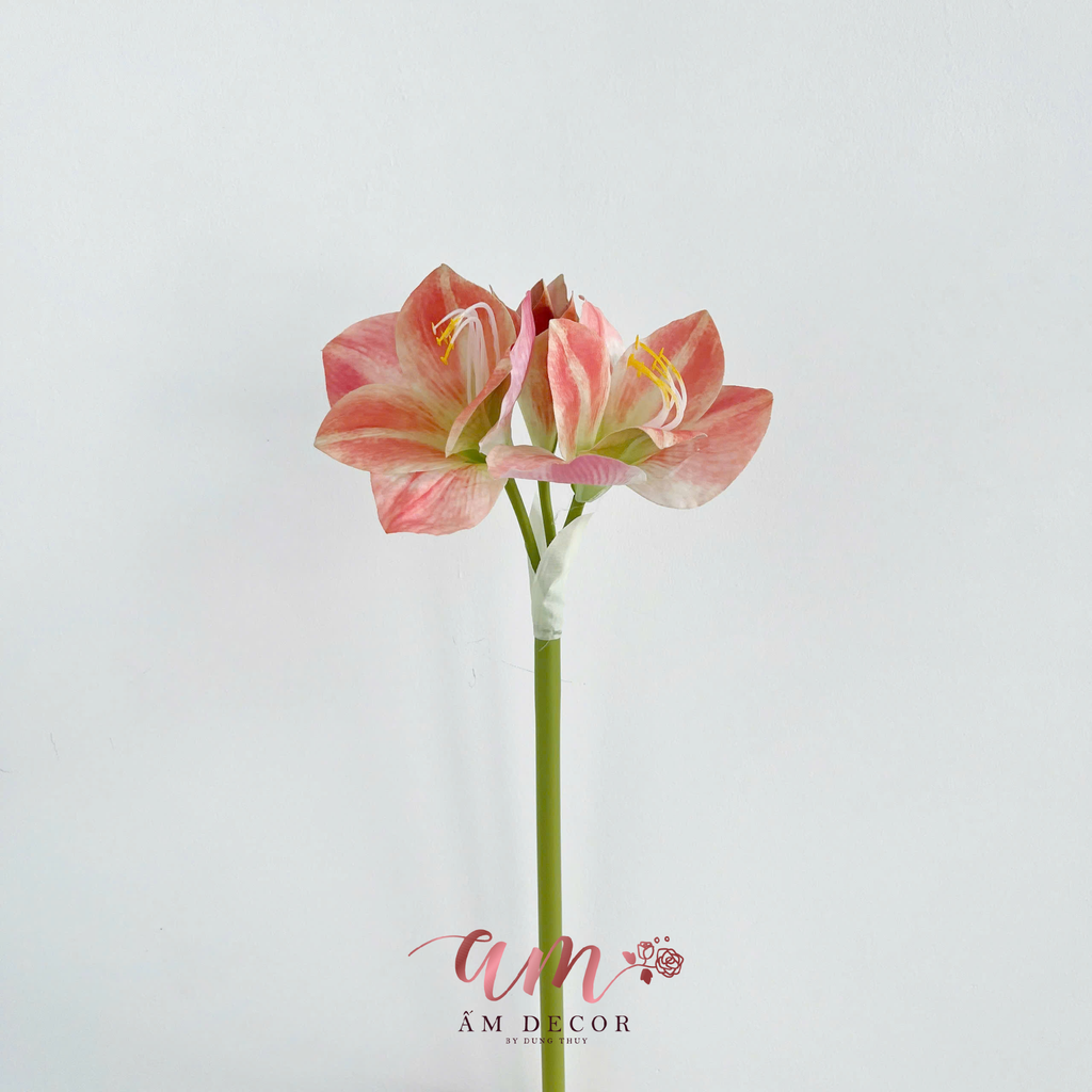 HUỆ TÂY ẨM (Đỏ)