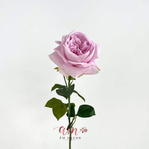  AUSTIN JULIET (Tím) 