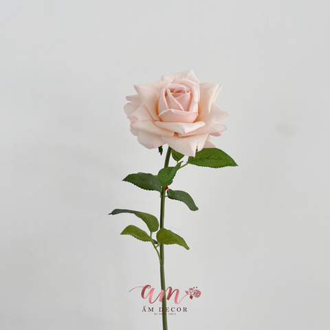  AUSTIN HOA HỒNG (Hồng Nhạt) 