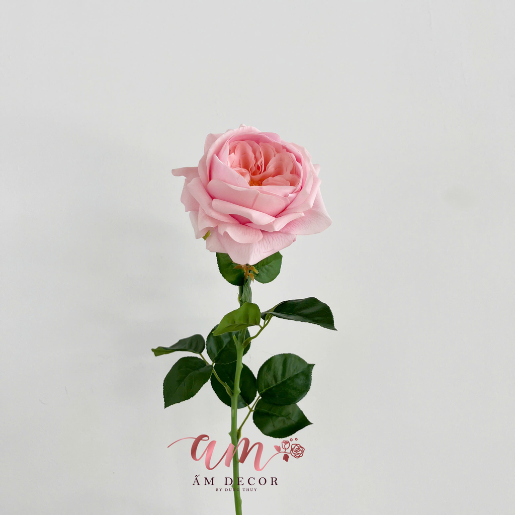 AUSTIN JULIET (Hồng Đào)