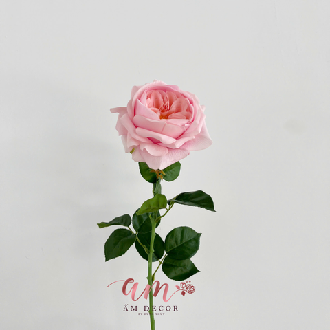  AUSTIN JULIET (Hồng Đào) 