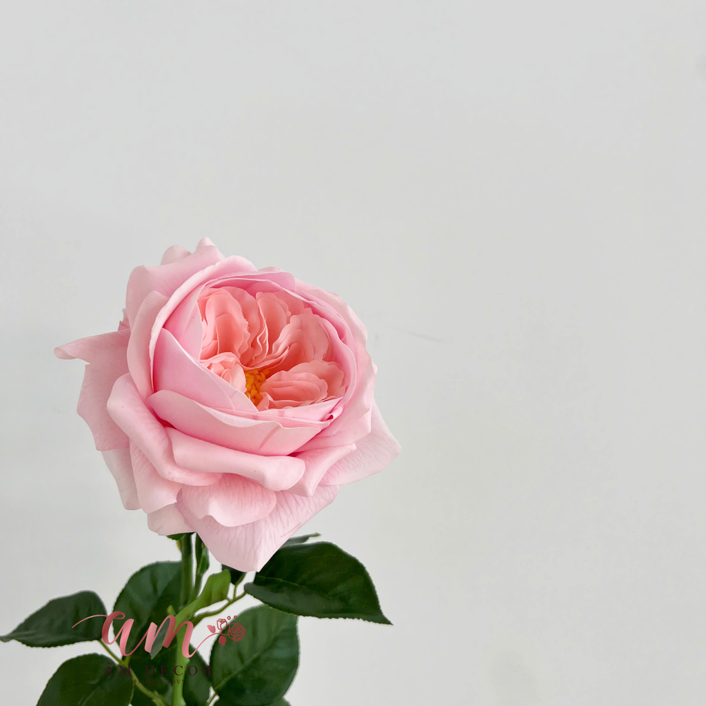 AUSTIN JULIET (Hồng Đào)