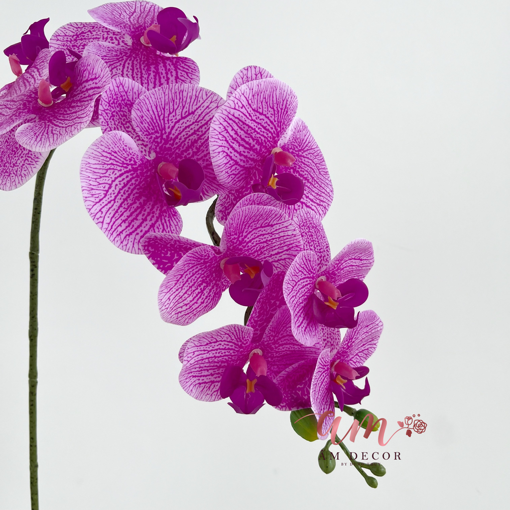 LAN HỒ ĐIỆP TÍA