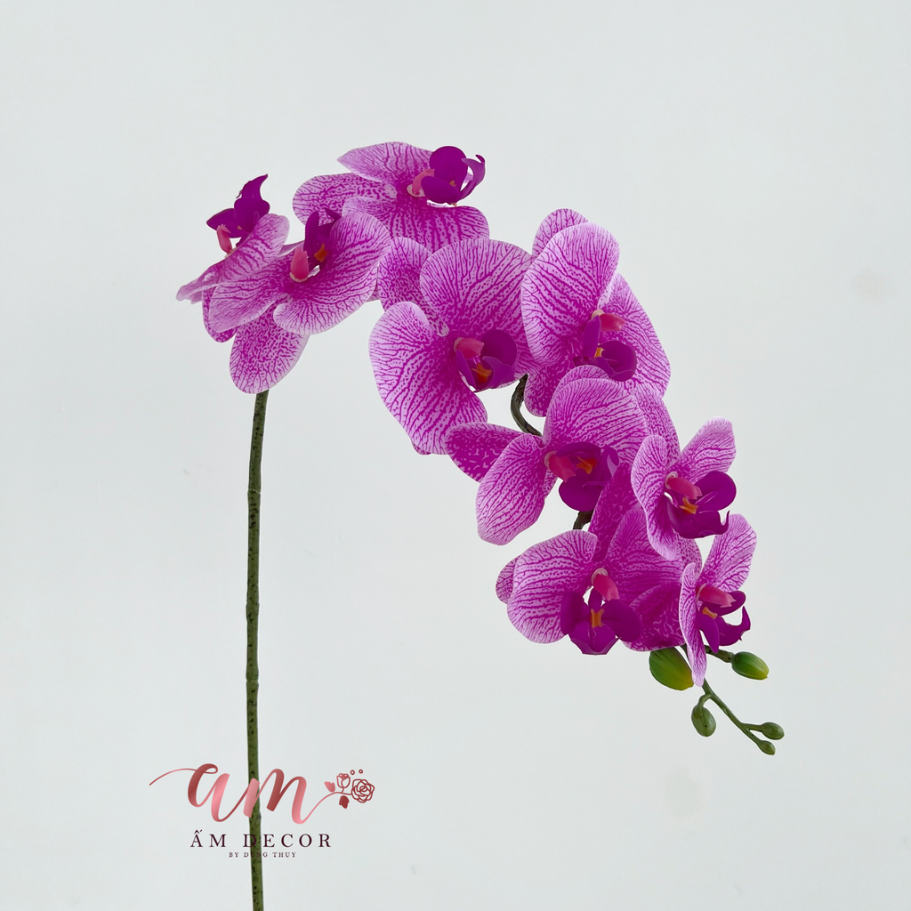 LAN HỒ ĐIỆP TÍA