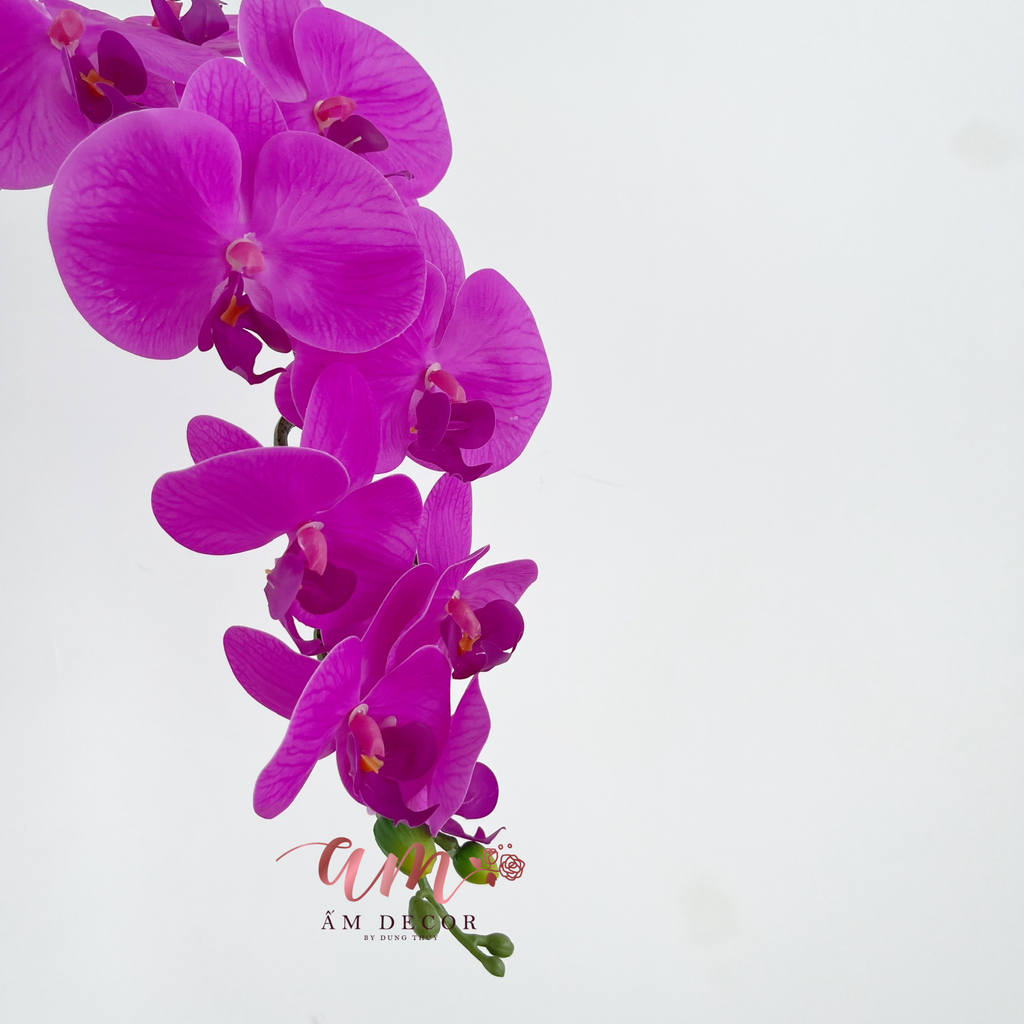 LAN HỒ ĐIỆP TÍM