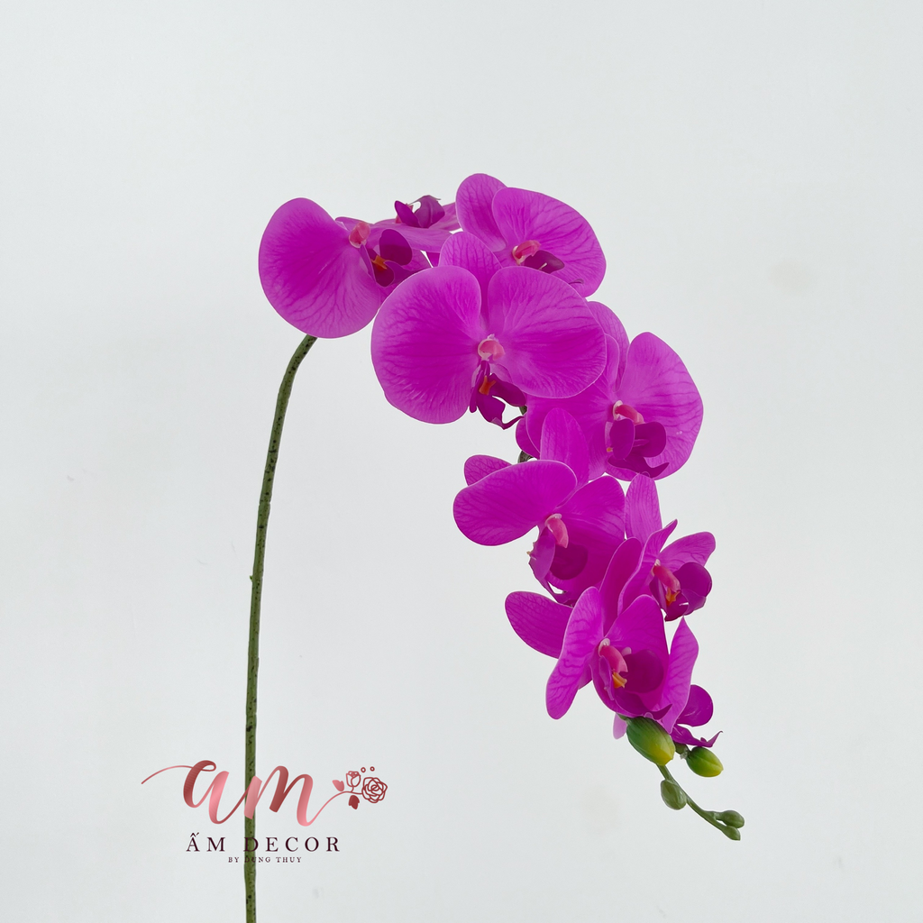 LAN HỒ ĐIỆP TÍM