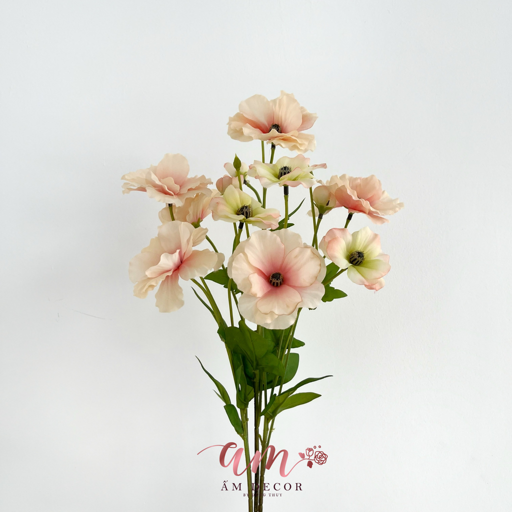 ZHOA CÁNH BƯỚM CẨM QUỲ (Hồng Cam)