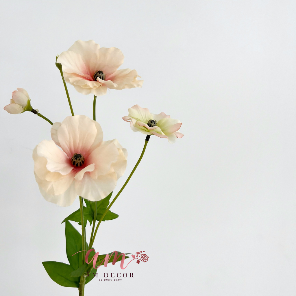 ZHOA CÁNH BƯỚM CẨM QUỲ (Hồng Cam)