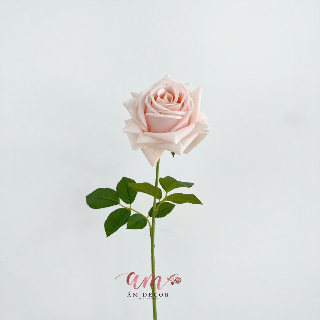 ZHOA HỒNG NHIỀU CÁNH (Hồng Nhạt)