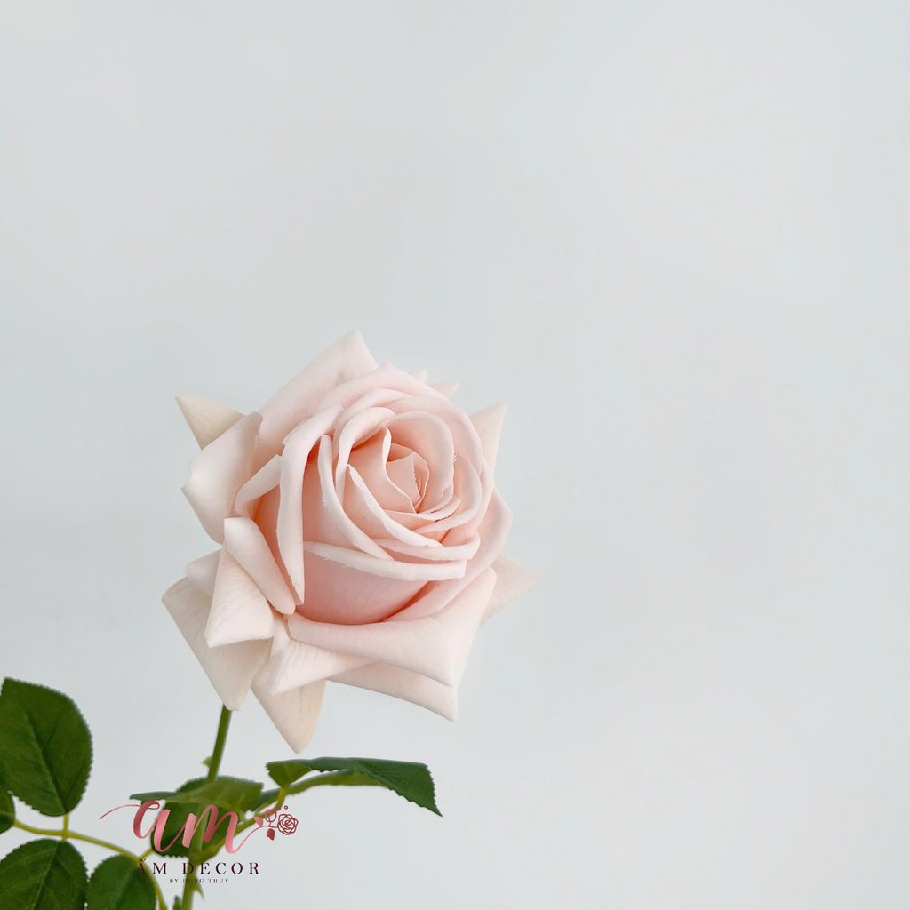 ZHOA HỒNG NHIỀU CÁNH (Hồng Nhạt)