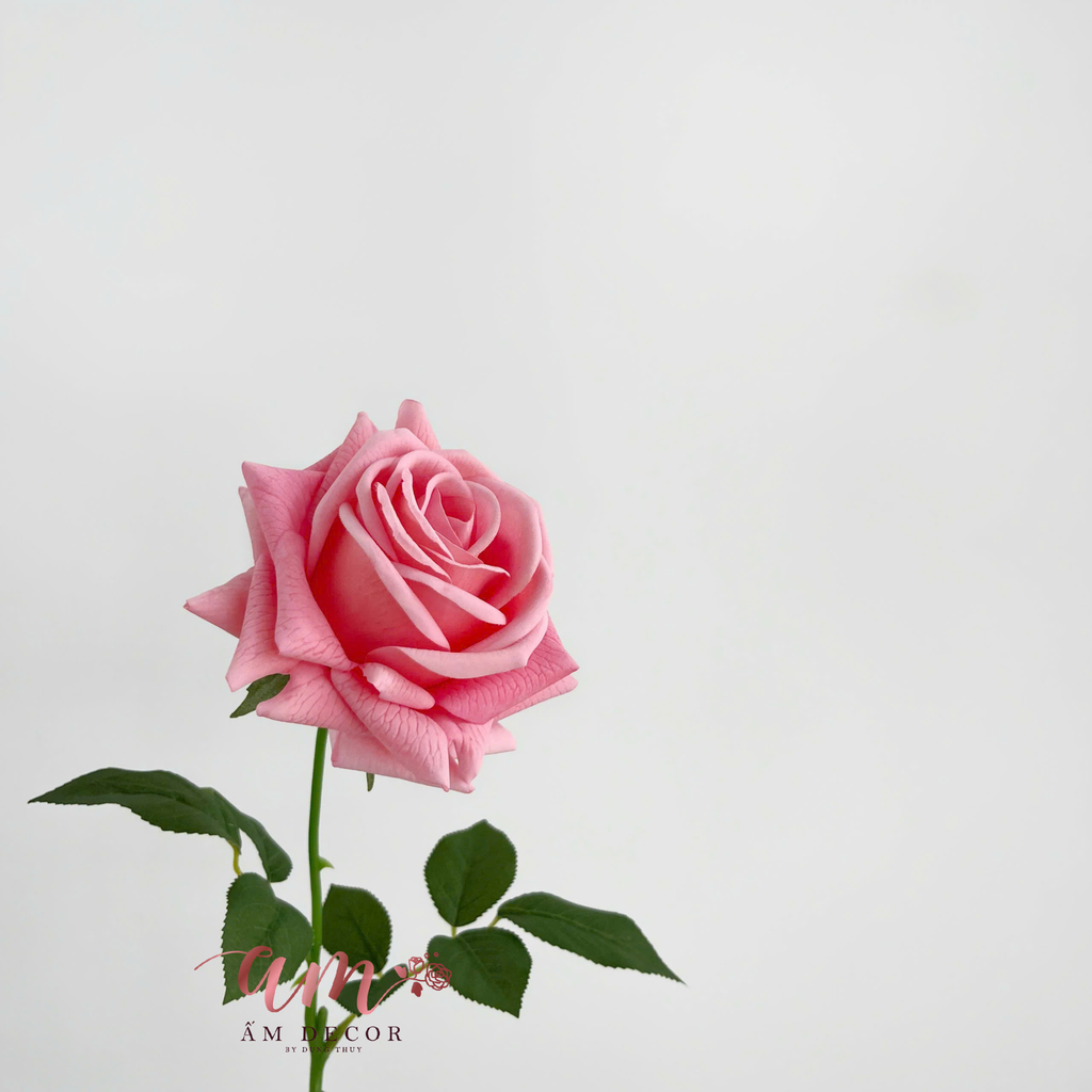 ZHOA HỒNG NHIỀU CÁNH (Hồng Đậm)