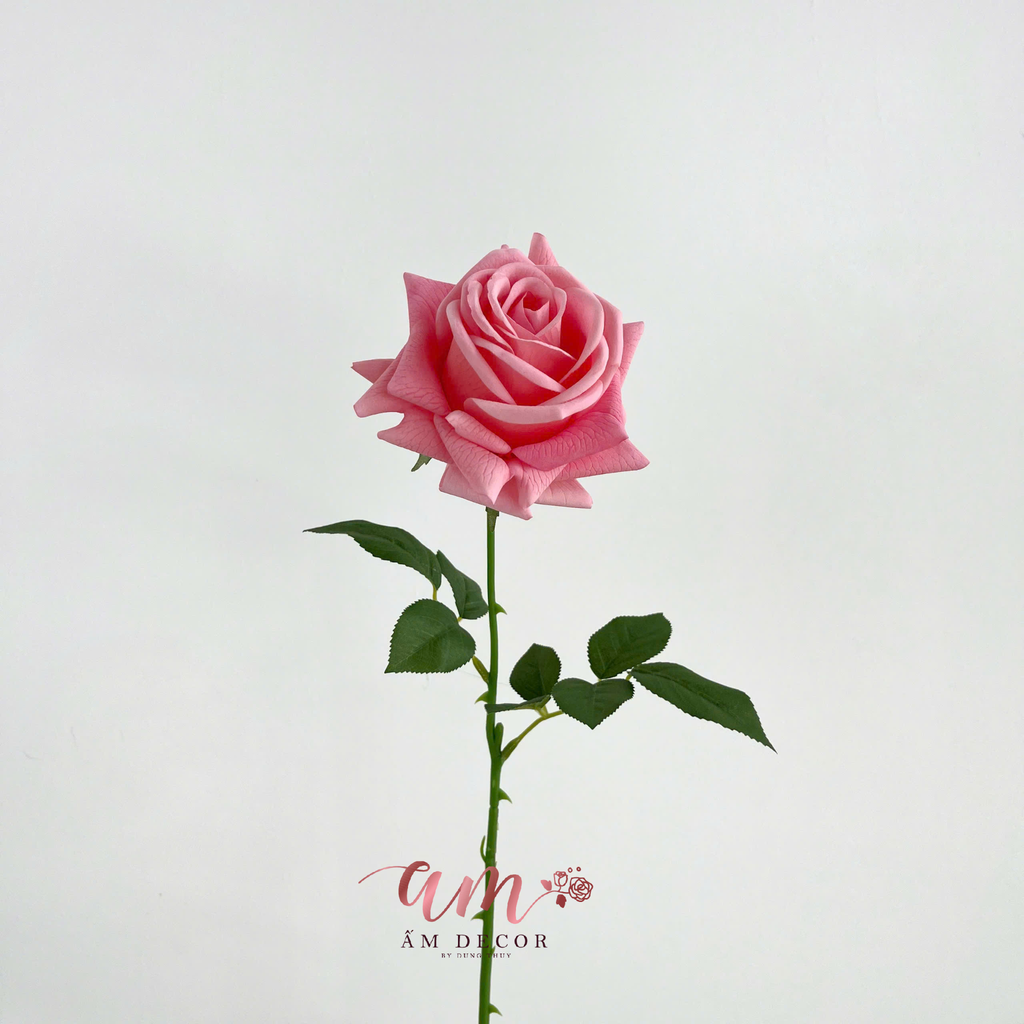 ZHOA HỒNG NHIỀU CÁNH (Hồng Đậm)